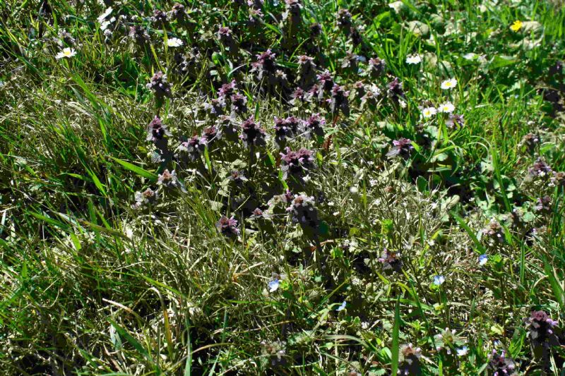 Lamium purpureum